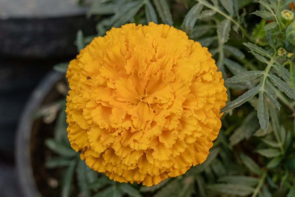 Close-up of a vivid yellow marigold flower in a garden setting.