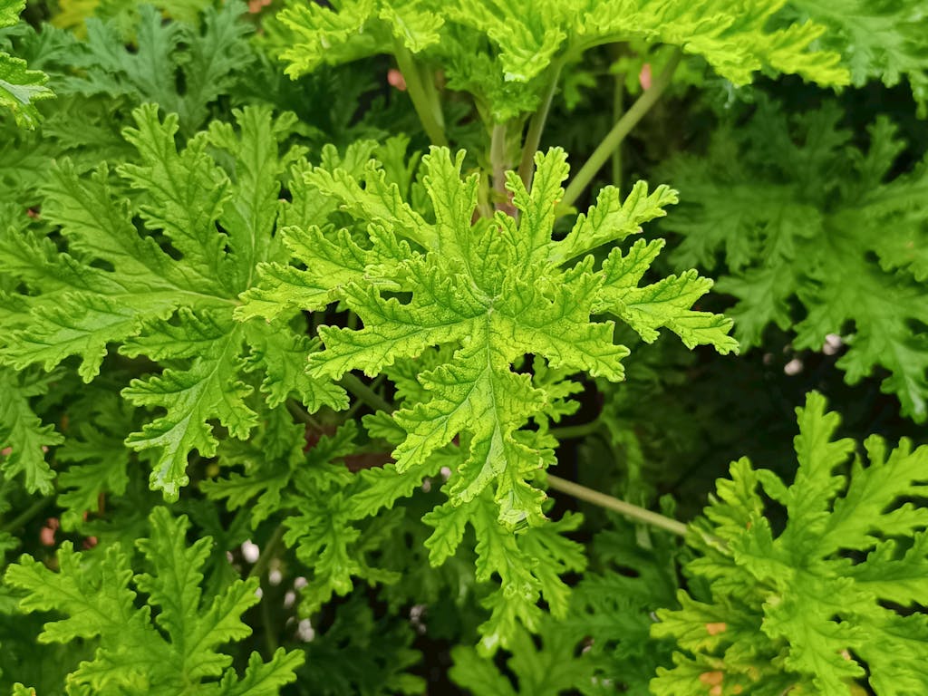 Close-up view showcasing detailed vibrant green Pelargonium leaves.