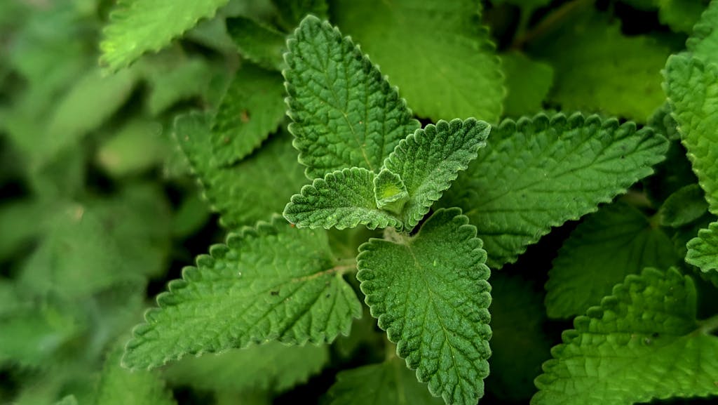 Closeup of vibrant green herbal plant leaves showcasing natural texture.