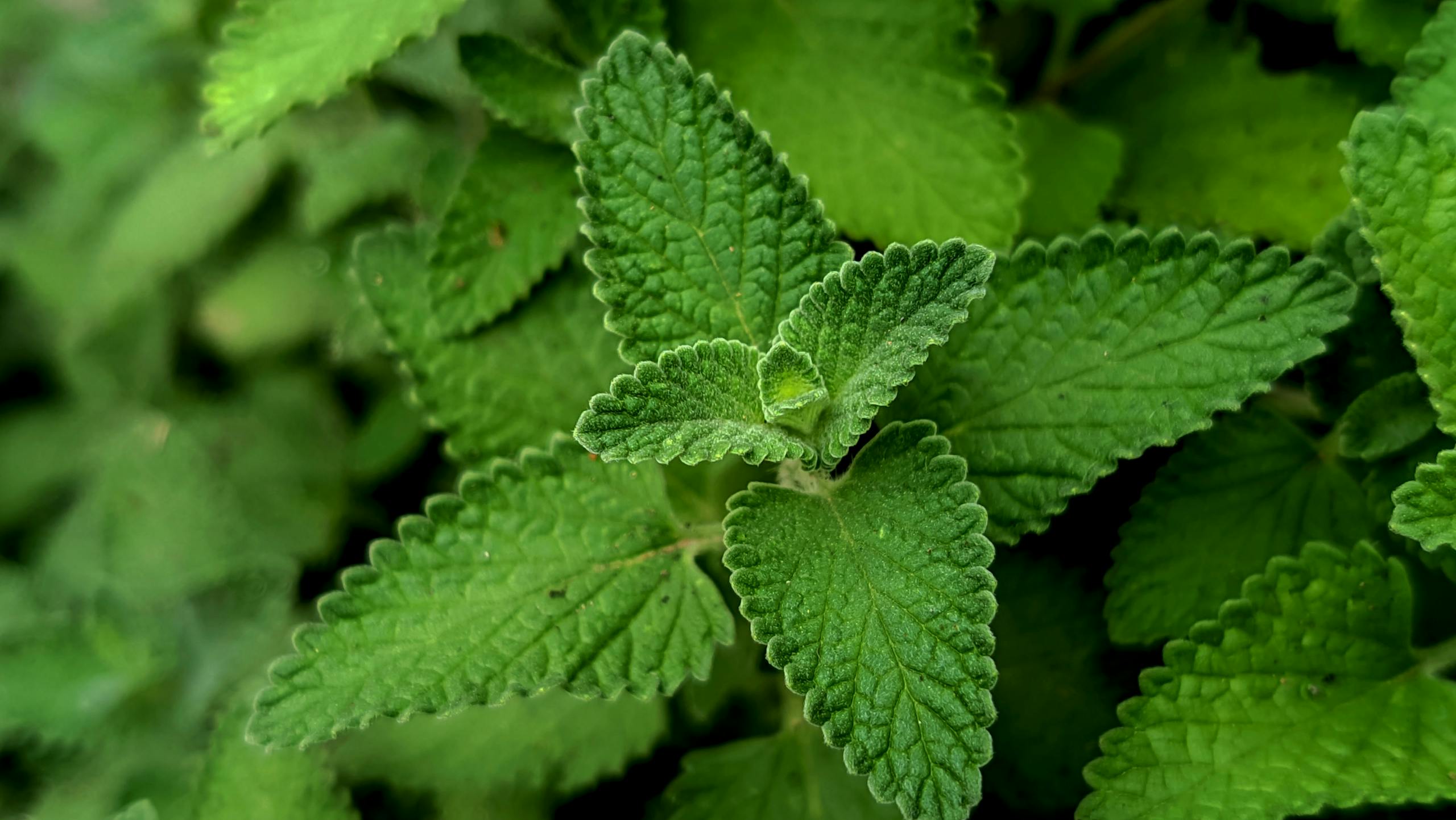 Plants That Repel Flies and Mosquitoes Safe for Dogs
