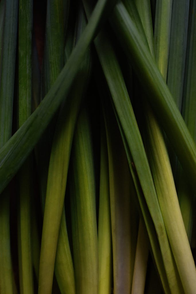 Detailed close-up of fresh green lemongrass stalks showcasing vibrant texture and color.