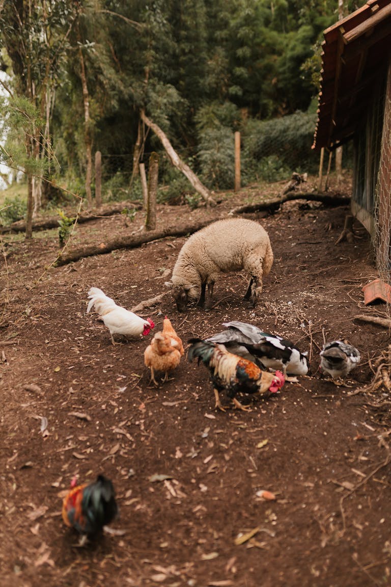 Sheep and various chickens foraging on a rustic small farm, surrounded by natural greenery.