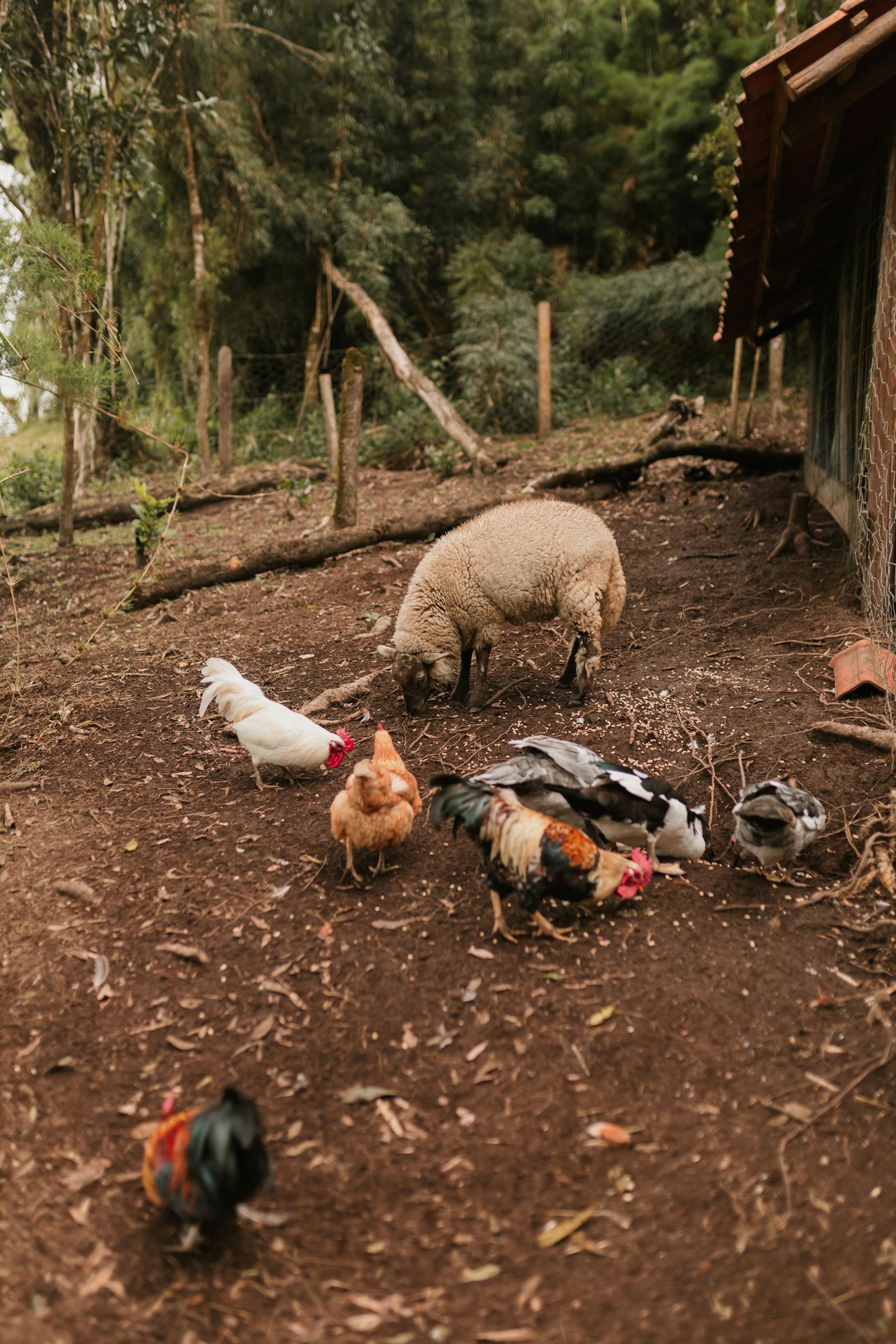 Sheep and various chickens foraging on a rustic small farm, surrounded by natural greenery.