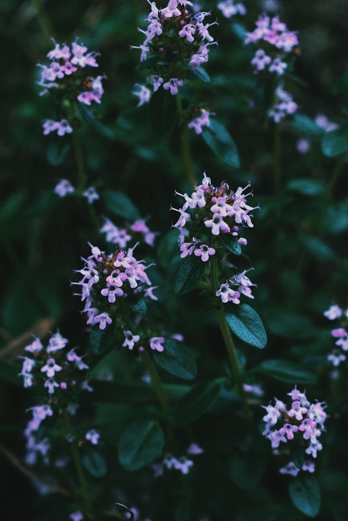 Tiny gentle fragrant flowers and healthy green leaves of blossoming Hungarian thyme herbaceous plant growing in garden