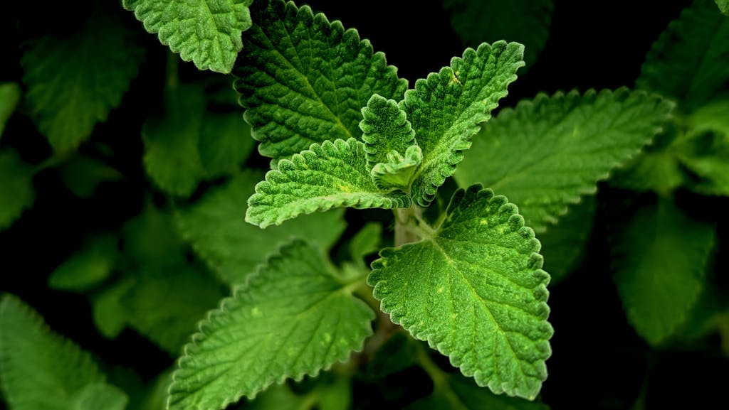 Vibrant close-up of green mint leaves with detailed texture outdoors.