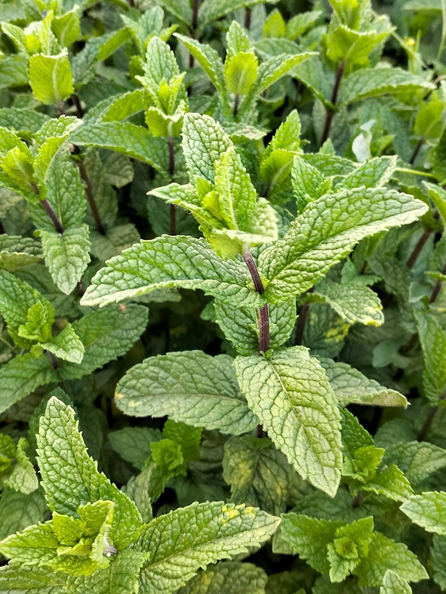 Vibrant green mint leaves growing in an outdoor garden, showcasing bright natural freshness.