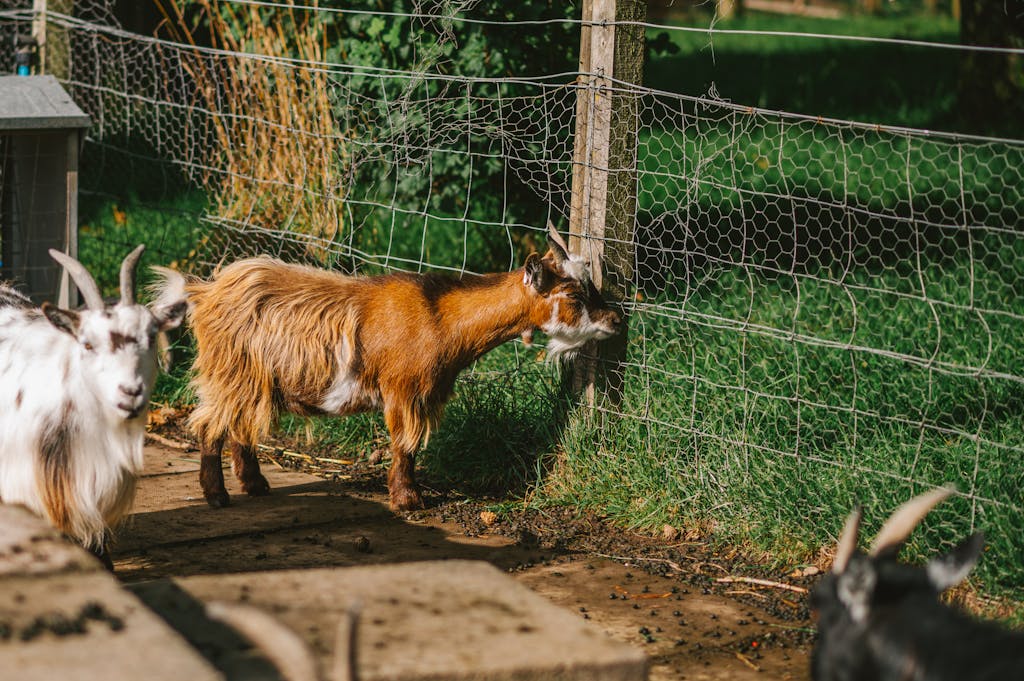 A charming scene of goats enjoying a sunny day on a lush farm in Dunblane, Scotland.