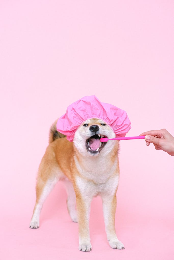 dog
