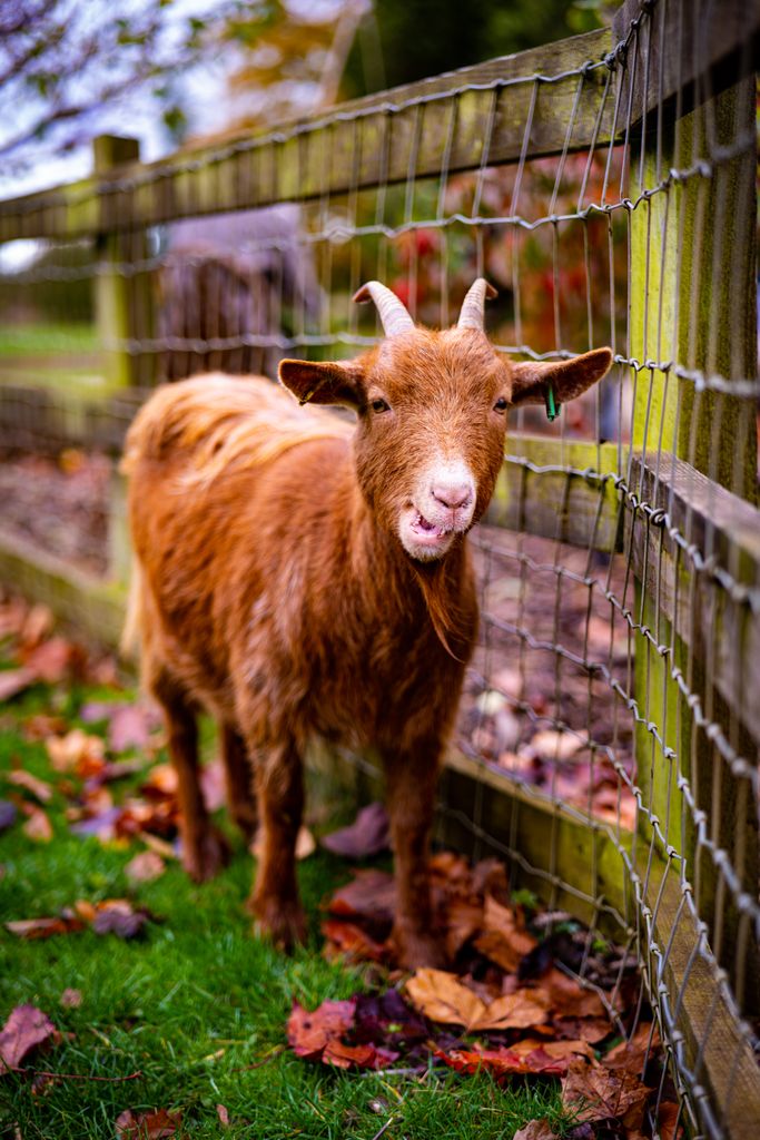 How Big Do Pygmy Goats Get?