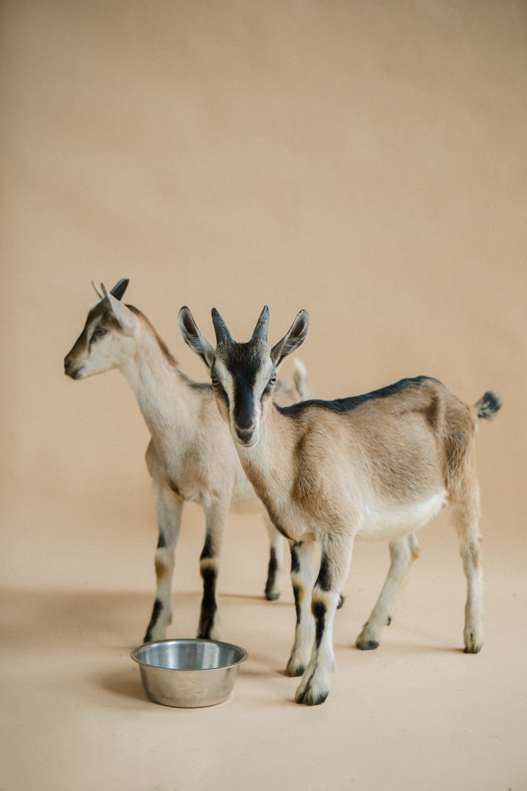 How Big Do Pygmy Goats Get? The Full Size, Height & Weight Guide