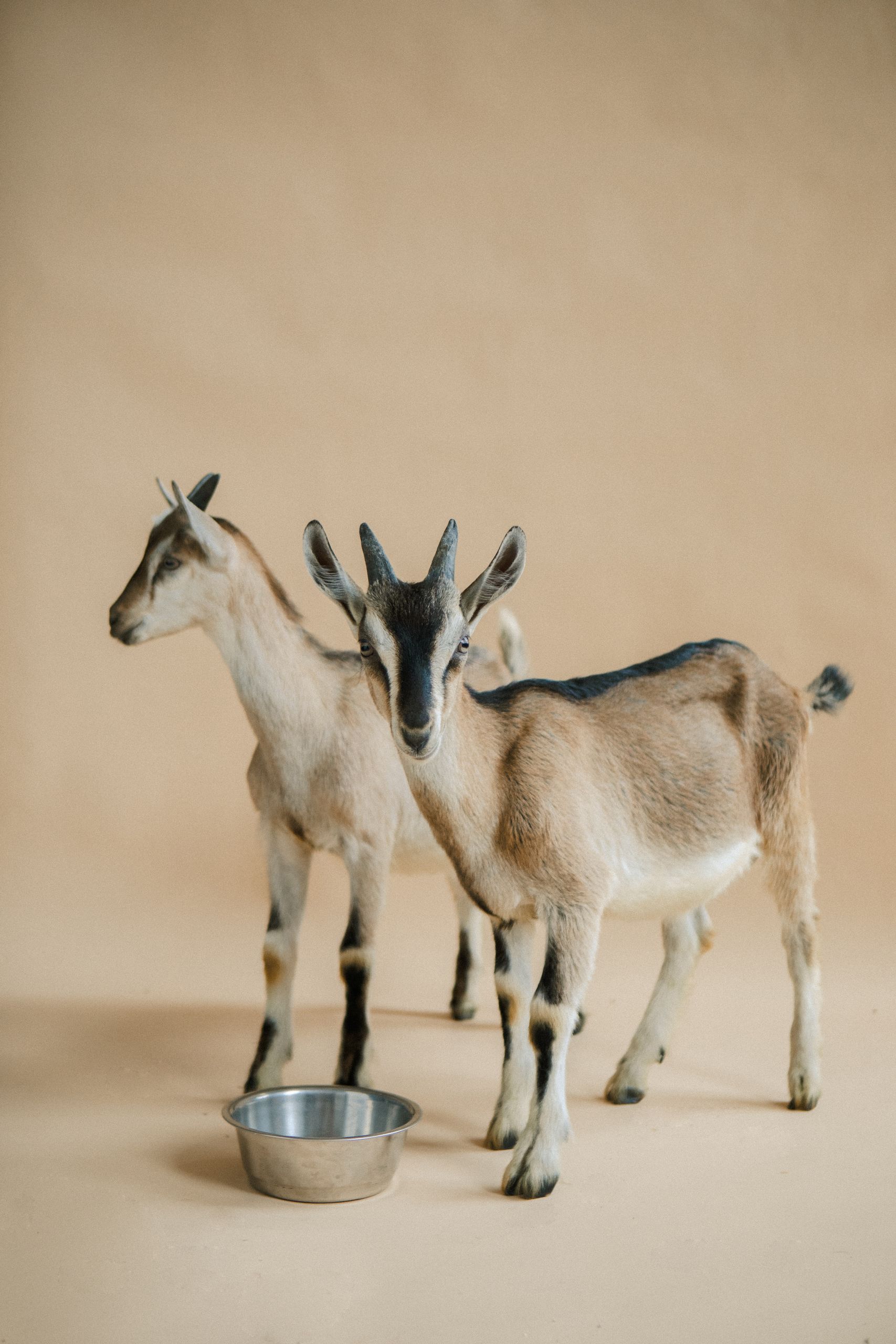 How Big Do Pygmy Goats Get? The Full Size, Height & Weight Guide