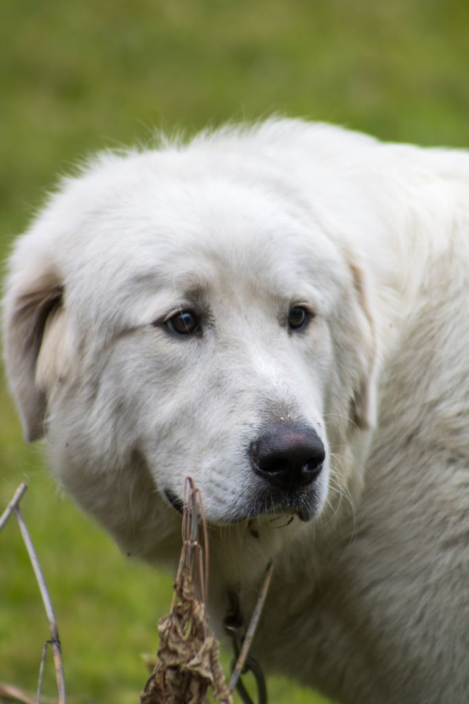 how to train a livestock guardian dog