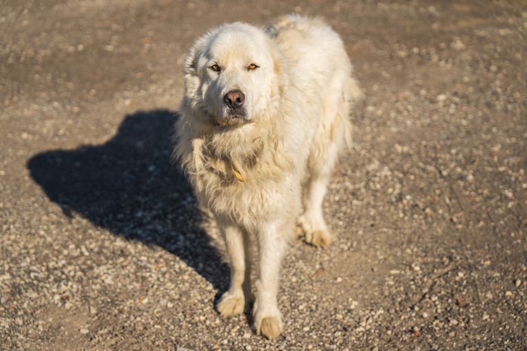 Training a Livestock Guardian Dog (LGD)