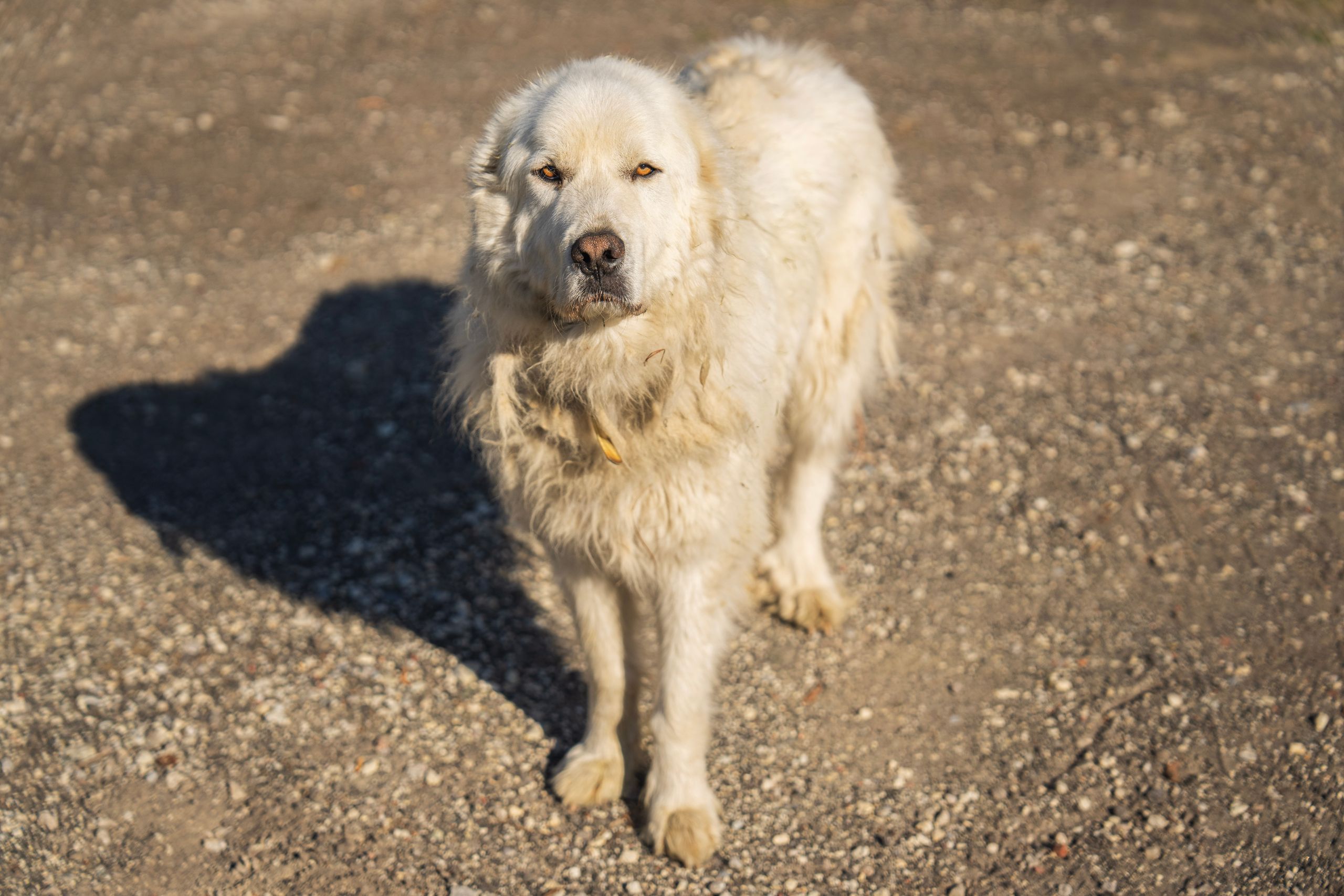 Training a Livestock Guardian Dog (LGD)