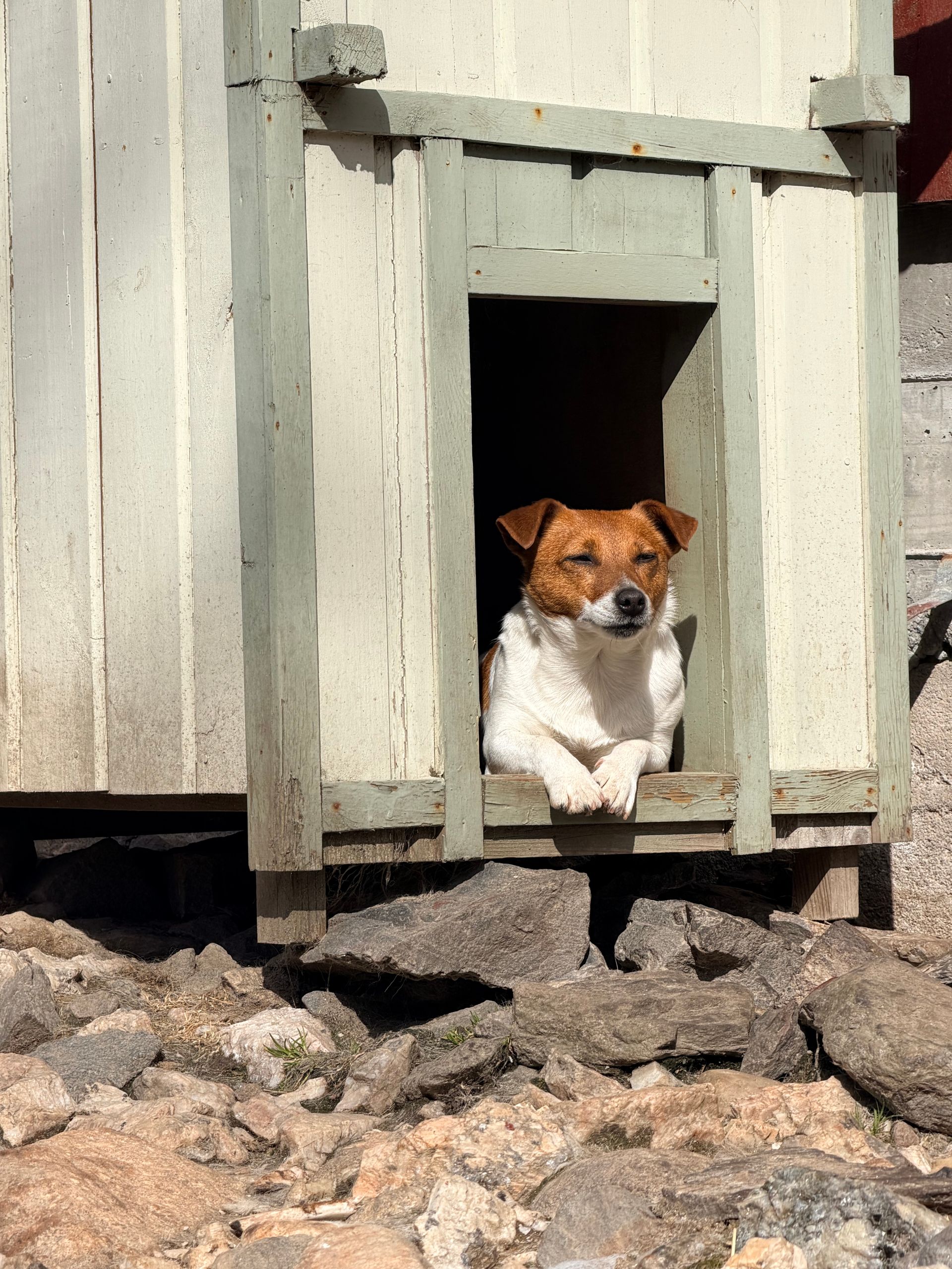 summer dog house