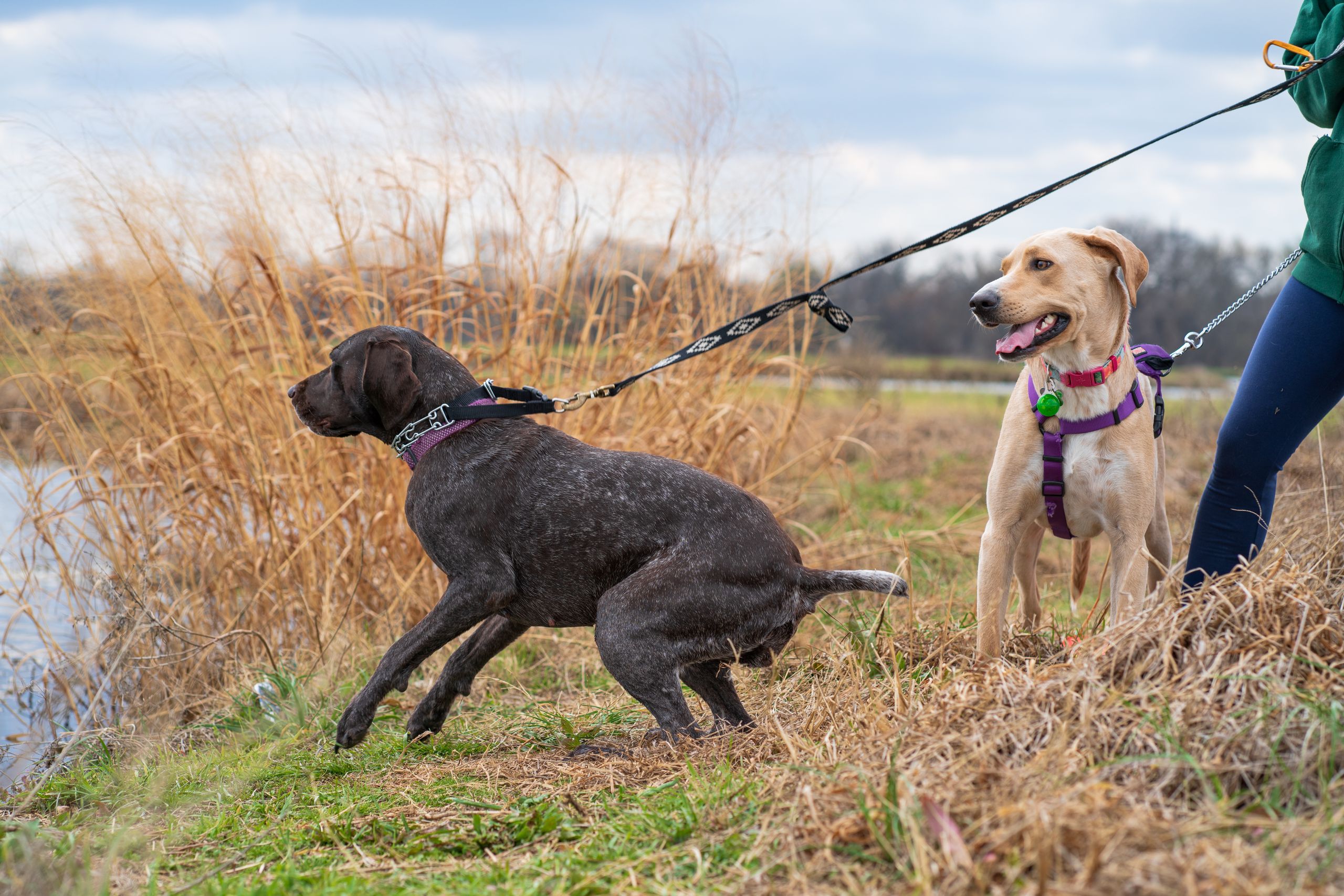 biothane dog leash.