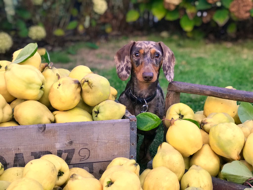 Can dogs eat fruit