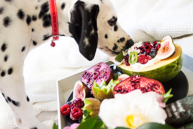 Can dogs eat fruit